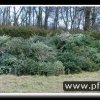 2007 - Aktionen &raquo; 2007 - Weihnachtsbaumsammeln