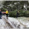2022 - Aktionen &raquo; 2022 - Weihnachtsbaum-Sammelaktion